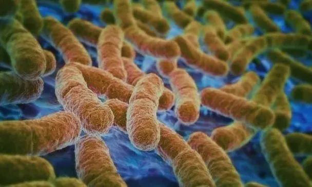 ѩ��������ù����ʲô����ʲôҪʹ�ÿ�����ù�壿